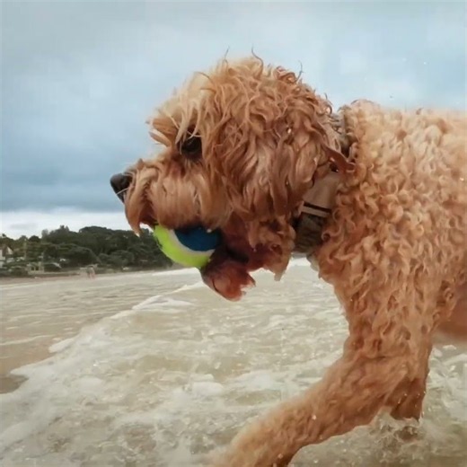 NexGard SPECTRA® for Dogs Parasite Protection - NexGard SPECTRA 1st That's right Colin 15"