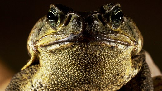 Cane toads: This invasive Florida creature is toxic; danger to pets