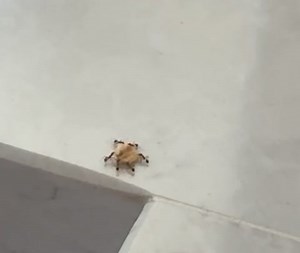 Love them or hate them I Spotted these Ants 🐜 in my kitchen and was fascinated at them working together so I tried to learn more about them and this is very interesting 🧐 Collective intelligence Ants exhibit a remarkable degree of intelligence as a colony, despite having small brains individually. Complex behavior Ants are able to navigate, find food, communicate, care for their young, and avoid predators. Social organization Ants organize into a complex society with social ranks, similar to h