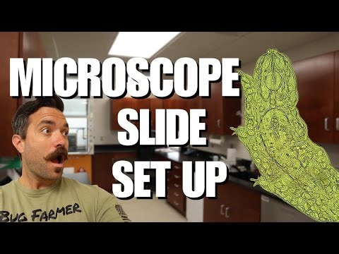 How to conduct an Activated Sludge Microscopic Analysis and get to see a Water Bear!!