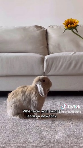 Hashbrown, Oatmeal, & Lemon on TikTok