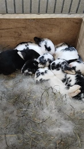 13 day old rex rabbits, one of which appears to be breastfeeding less #rabbitt #lapin #lapire #animals | Fitrianto Art