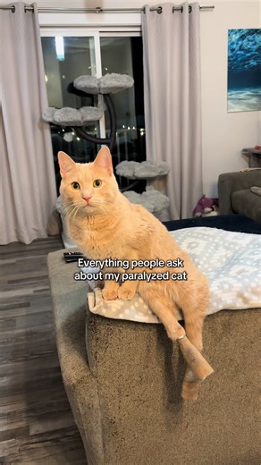 Top questions I get about my paralyzed cat, Ryder. 🐾 He may be a special needs cat, but he still plays, explores, and runs our house. Life with a disabled pet just looks a little different but I wouldn’t change anything 💛 #ParalyzedCat #SpecialNeedsCat #DisabledPets #RescueCat #CatTok