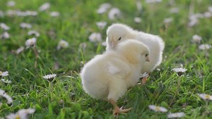 Happy Easter Newborn Yellow Chicks Walking Stock Footage Video (100% Royalty-free) 1089545423 | Shutterstock