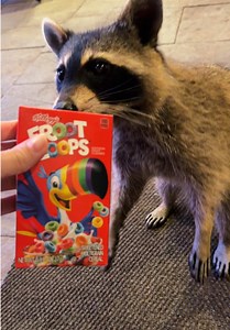 Jinx the Raccoon Tries Froot Loops | Funny Raccoon Eating Cereal