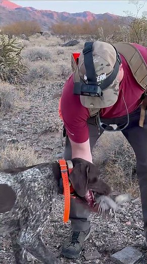 Arizona afternoon quail! #quailhunting #quail #hunt #hunting #birdhunting #birddog #benelli #gsp