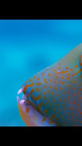 19K views · 158 reactions | Have you even seen a fish that uses tool? Take a look at this video. pt6 #wildanimals #animals #fyp #foryou | Wildest Animals | Facebook