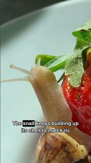 Snails Are Born With Shells?! #animal #snail