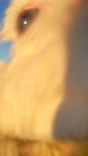 84K views · 5.3K reactions | Michael is a gentleman so hope you guys are hungry for emotional support hay | Useless Farm | Facebook