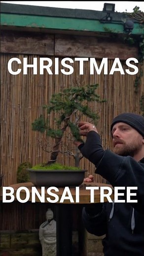 Making a Christmas Bonsai tree 🎄 #Bonsai #bonsaitree #japan #garden #Christmas