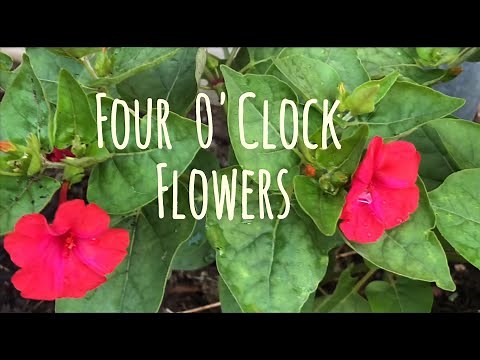 How to Grow and Transplant a Four O'Clock Plant | Mixed Color Flowers