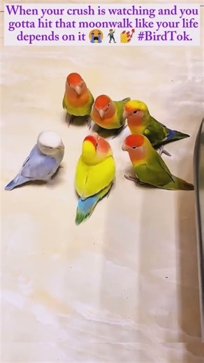 Birds Dancing Like Their Love Life Depends on It 💃🕊️ Nature’s Got Rizz #cutebirds #heartwarming