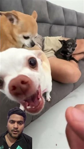 Wait 🤭#puppy #puppies #animals #cutepets #shorts #shortvideo