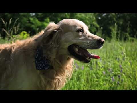 Dogs Can't Sweat? Here's What They Do Instead