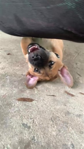 Mừng sinh nhật 6 tuổi của Idol Gấu