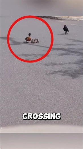 The brave mother duck who protected her ducklings from crows! #duck