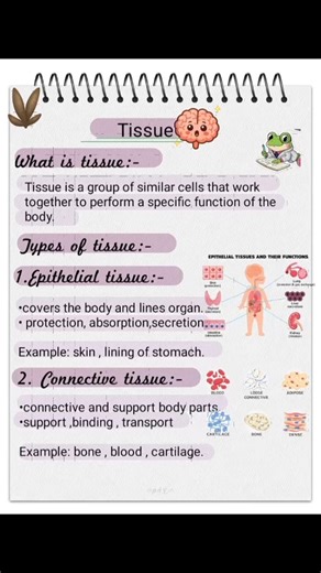 Tissue || what is tissue || definition of tissue || Animal tissue #biology #study #shorts
