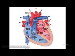 HEART AND SYSTEMIC AND PULMONARY CIRCULATION