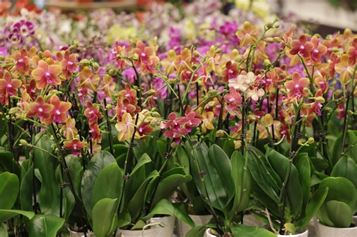 Cleveland Botanical Garden to unveil Orchid Rodeo on Feb. 14