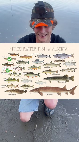 Catching Shorthead Redhorse in Alberta's Rivers