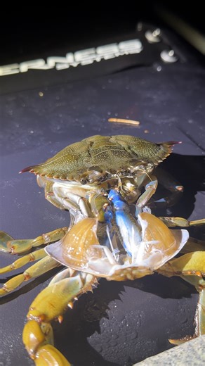 I couldn't tell where the live crab was 🤯🦀 | LADbible