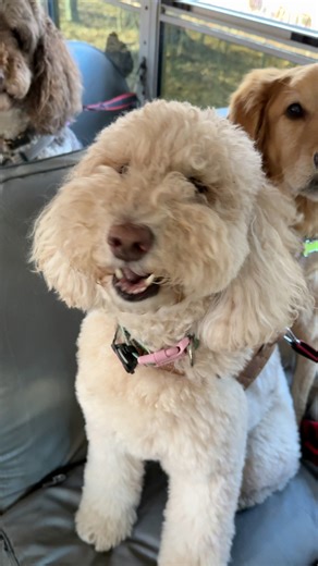 14K views · 978 reactions | The Wild Things snack time | The Storybook Bus | Facebook