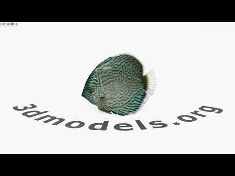 Discus Fish Blue 3D model by 3DModels.org