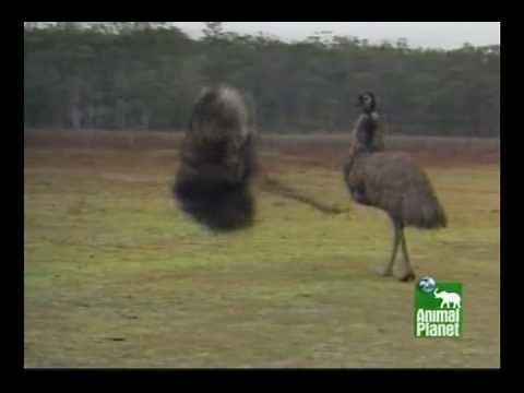 Emus Dancing