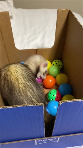 Ferret Tantrums: Exploring the Playful Behavior of Ferrets