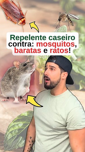 📌 Porque resulta?? 🤔👇 👉 O forte odor da menta causa uma sensação de irritação nos sensores olfativos destes animais. Assim sendo, vão manter-se afastados! ▶️ Faço um vídeo-tutorial com o processo de fazer o óleo? 🤔😉 Boa quarta-feira pessoal!! #horta #hortaemcasa #repelentecaseiro #ratos #formigas #acaros #baratas | Abelha 7 Trevos
