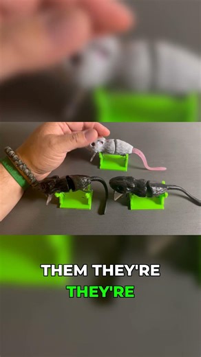 Mike Bucca Rat: The Ultimate Fish Catcher! #fishing