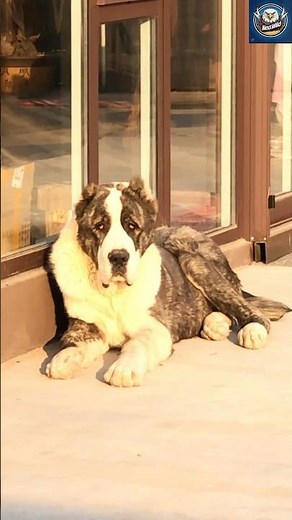 Alabai Dog: The Untamed Beast of Central Asia