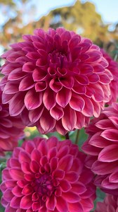 Gosia Fruit Tango Dahlia — Vibrant Dahlia Flower Profile
