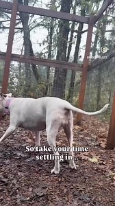 2.3K views · 131 reactions | Our new gal Birdie made it safe and sound  She's stressed from the transition, but we know once she has time to decompress and settle in, she'll feel so much better. A few walks in the woods, a new routine, and lots of love and patience should do the trick 殺 We can already tell she's a very sweet girl with a big ol' heart and we look forward to seeing more of it as she begins to feel more at home here. #nwdpseniorsanctuary | Northwest Dog Project | Facebook