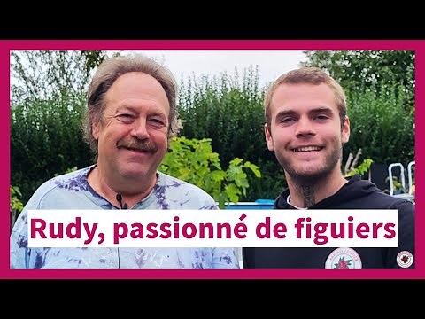 Everything you need to know about fig trees: varieties, cultivation and propagation