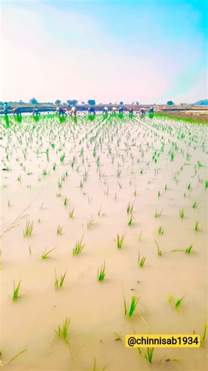 TRANSPLANTING PADDY in a paddy field, 🌾😍 #shorts