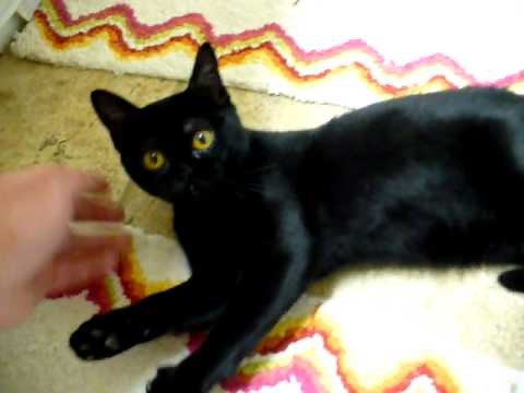 Bombay kitten with a cute purr