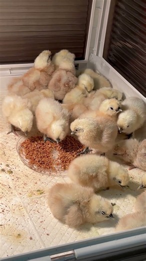 병아리 냠냠 🐥🍚 #병아리 #병아리부화 #병아리키우기 #백봉오골계 #오골계 #농장 #닭 #닭키우기 #오골계병아리 #청계닭 #양계 #삐약이 #동물 #동물영상 #반려동물 #애완동물
