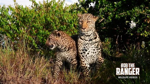 Safari drive spots two leopards moving through Zebra Plains