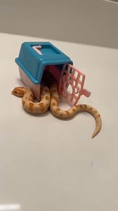 🐍 Mr. Grilled Cheese 🐍�Hognose | Male�Albino Conda Morph Meet Mr. Grilled Cheese, my little guy who’s been with me since November 2023 when he was just a baby! 🧀💛 He’s got a super unique look with his albino conda morph and a knack for making sure my hand swells up a bit if he chews on it. 😅 The funny thing? This little guy will literally eat anything—he’s not picky at all! From his sassy hognose attitude to his love for food, he’s definitely a character in the making. #hognose #hognosesnak