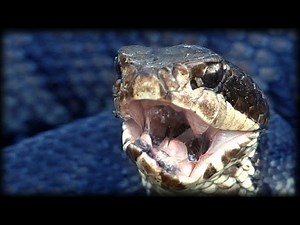Cottonmouth vs Rattlesnake 02 - Time Lapse