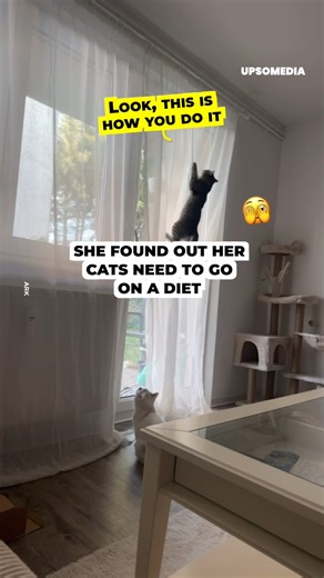 The curtain can only handle one fat cat at a time 😅 | The Kiwi