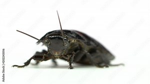 Cockroach stands and looks into the distance. White background. Close up. Slow motion Stock Video