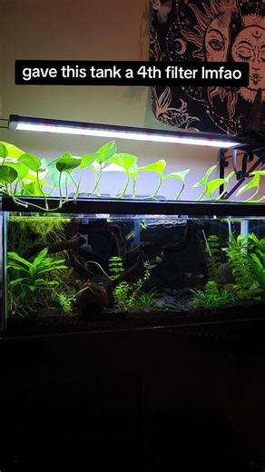 Enhance Your 20-Gallon Fish Tank Setup