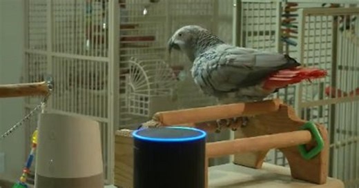 Parrot Uses Alexa To Run Her Owner's House - CBS Miami