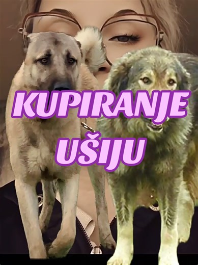 Why Some Livestock Guardian Dogs Had Their Ears Cropped And Why Mine Never Will #dog #lsg #shepherd #cropped #ears