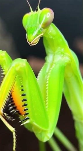 Epic Insect Fight! Tarantula VS Green Insect 🕷️⚡ #fightscene #naturelovers #shorts #predatorshowdown