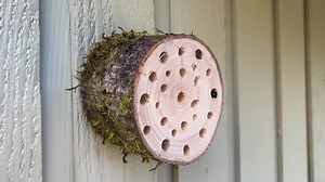 All Natural Native Bee Nest - Made From Maple Wood - Etsy