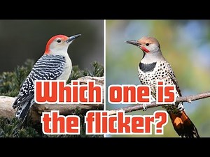 Northern Flicker Vs Red-bellied Woodpecker - easy ways to tell them apart