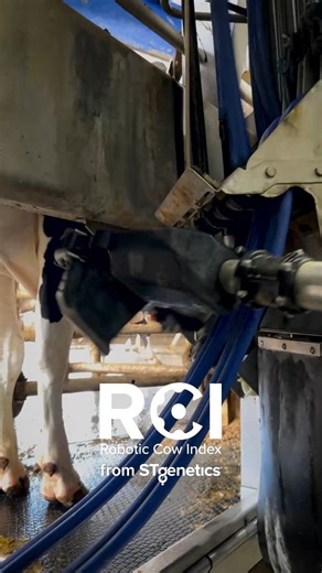 STgenetics® on Instagram: "For Robotic Herds from Robotic Herds! STgenetics has established the industry’s newest index, the Robotic Cow Index (RCI), bringing an economically efficient index to the breeding table for Robotic Milking Herds. RCI was developed with over 5 years of data, gathering data from over 7,100 cows and over 1,450,000 daily milking records to identify specific genetic markers we believed would be the most beneficial to Robotic Milking herds. These genetic markers are highly h
